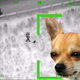 Similar chihuahua pictured for illustrative purposes only. (Image Credits: CHP, Pexels)
